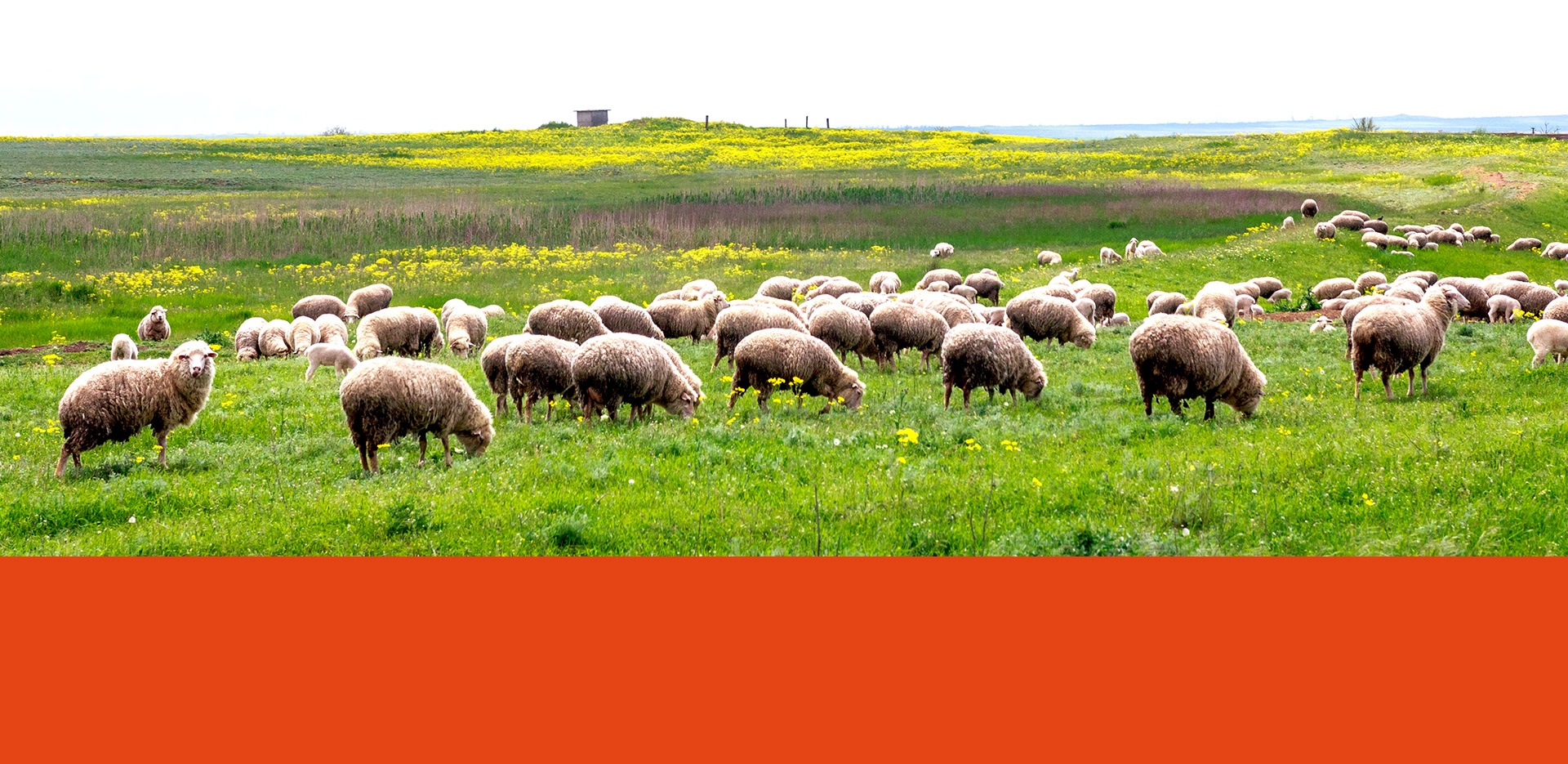 Livestock