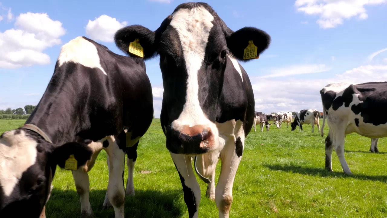 Livestock